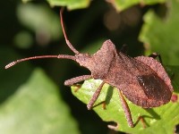 HETEROPTERA: CHIAVI DICOTOMICHE